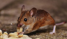 24 Hour & Emergency Exterminators in Hudson, FL